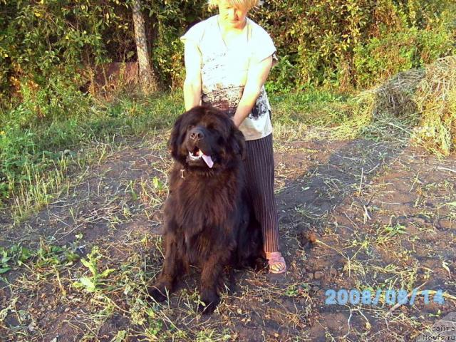 Фото: ньюфаундленд Huodye SHen' YUsuf Pasha (Хуодэ Шень Юсуф Паша)