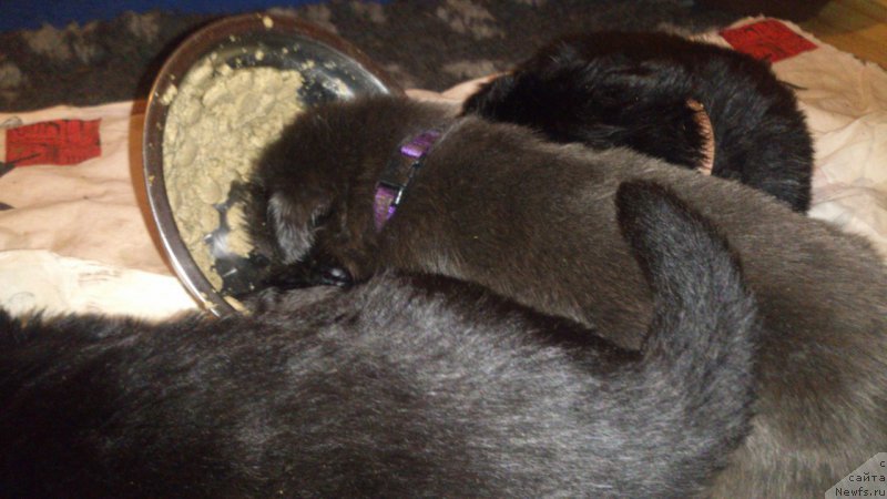 Фото: ньюфаундленд Beguschaya po Volnam Dancing Queen (Бегущая по Волнам Дансинг Квин)