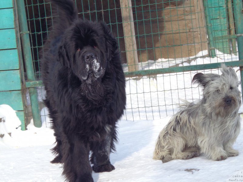 Фото: ньюфаундленд Super Premium Mikado (Супер Премиум Микадо)