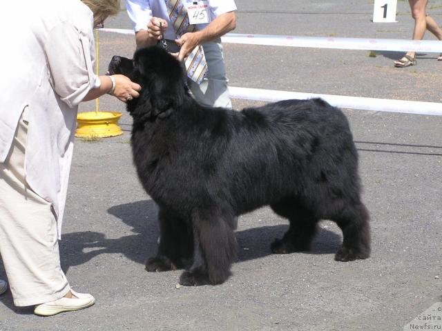 Фото: ньюфаундленд Ego Vysochestvo ot Sibirskogo Medvedja (Его Высочество от Сибирского Медведя)