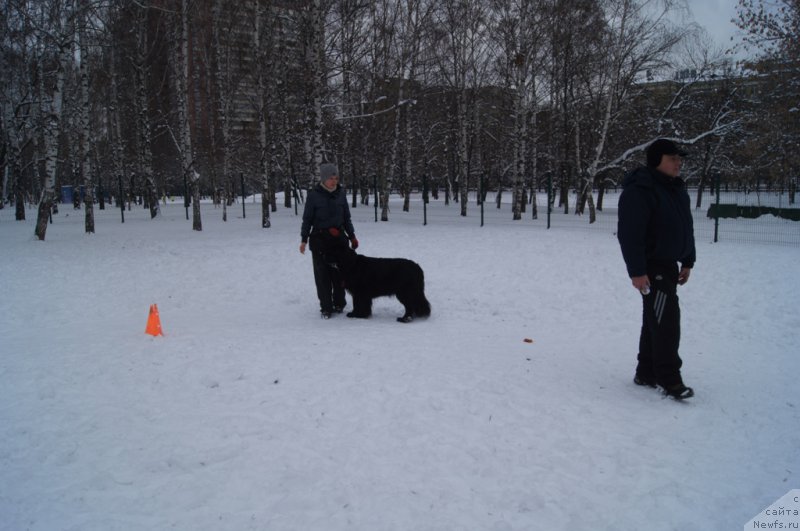 Фото: Aleksandr Burmistrov (Александр Бурмистров), Larisa Kutina (Лариса Кутина), ньюфаундленд Belkonder-Club Ugli-Boogli (Белкондер-Клаб Угли-Бугли)