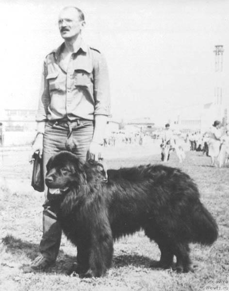 Фото: ньюфаундленд Portos Per (Портос Пер)