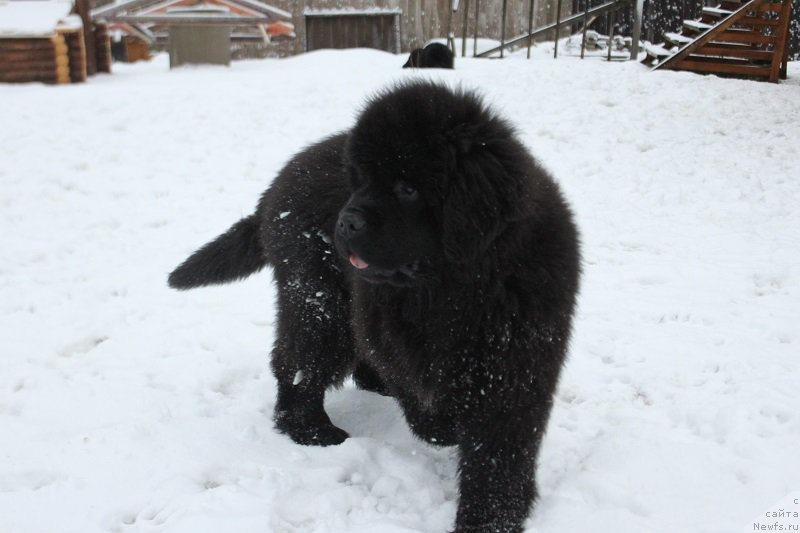 Фотография № 170618