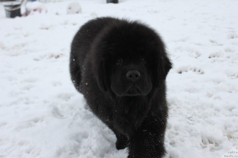 Фотография № 170619