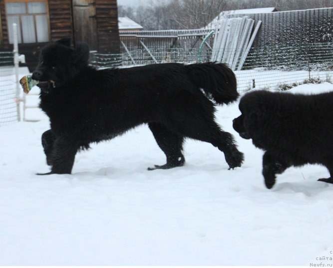 Фото: ньюфаундленд Super Bizon Liliman (Супер Бизон Лилимэн), ньюфаундленд Markiz Maximilien de Mark (Маркиз Максимельен Де Марк)