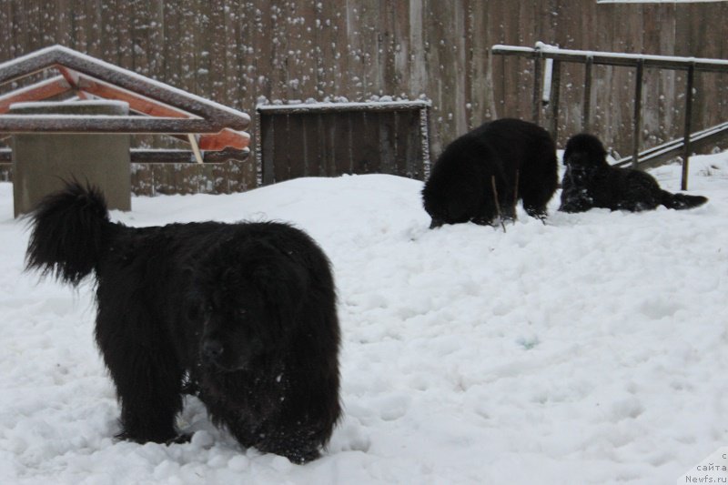 Фотография № 170625