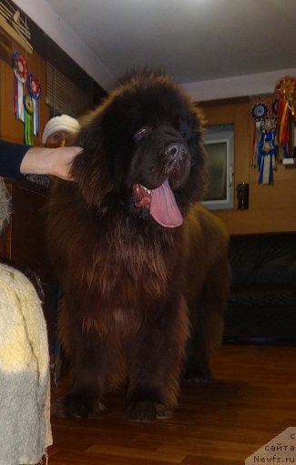 Фото: ньюфаундленд N'yufort YUray Kvin (Ньюфорт Юрай Квин)