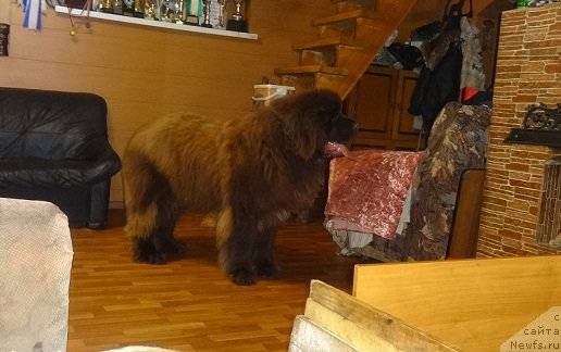 Фото: ньюфаундленд N'yufort YUray Kvin (Ньюфорт Юрай Квин)