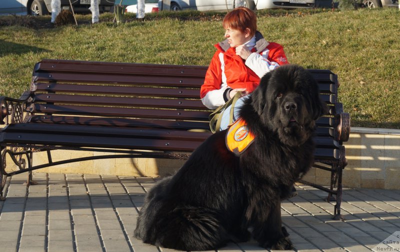 Фото: Elena Kirpa (Елена Кирпа), ньюфаундленд Charuyuschiy Chezario (Чарующий Чезарио)