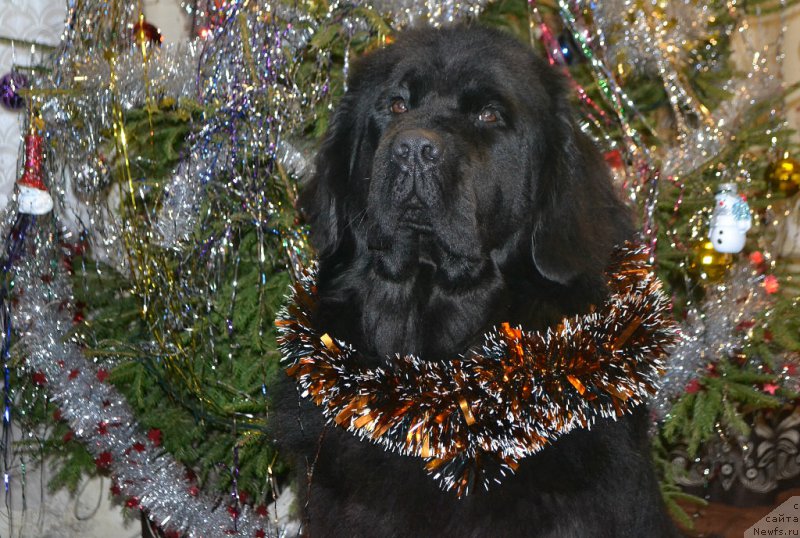 Фото: ньюфаундленд Skarlet O'Hara (Скарлет О'Хара)