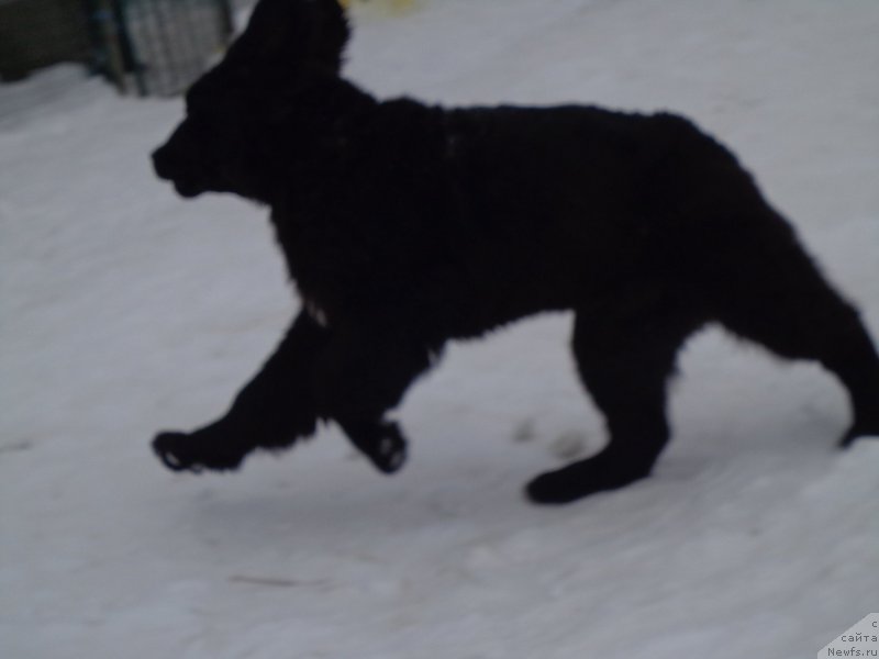 Фото: ньюфаундленд Viktorius Smayl (Викториус Смайл)