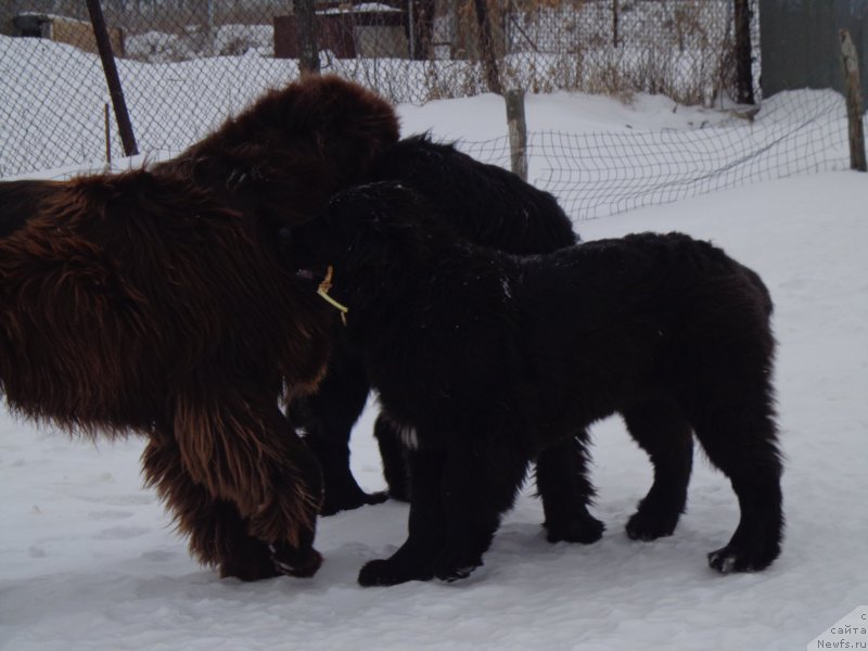 Фото: ньюфаундленд Super Premium Nemessis (Супер Премиум Немессис), ньюфаундленд N'yufort YU'Severino (Ньюфорт Ю'Северино), ньюфаундленд Viktorius Smayl (Викториус Смайл)