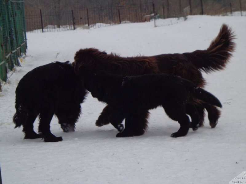 Фото: ньюфаундленд Super Premium Nemessis (Супер Премиум Немессис), ньюфаундленд N'yufort YU'Severino (Ньюфорт Ю'Северино), ньюфаундленд Viktorius Smayl (Викториус Смайл)