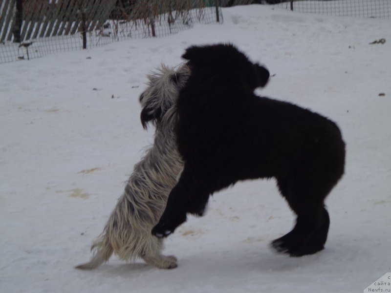 Фото: ньюфаундленд Viktorius Smayl (Викториус Смайл), и Торти-поиграем))