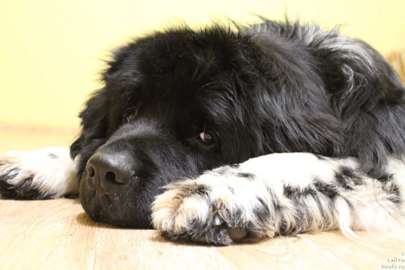 Фото: ньюфаундленд Plushevaya Panda Ferrero Rond Noir (Плюшевая Панда Ферреро Ронд Нуар)