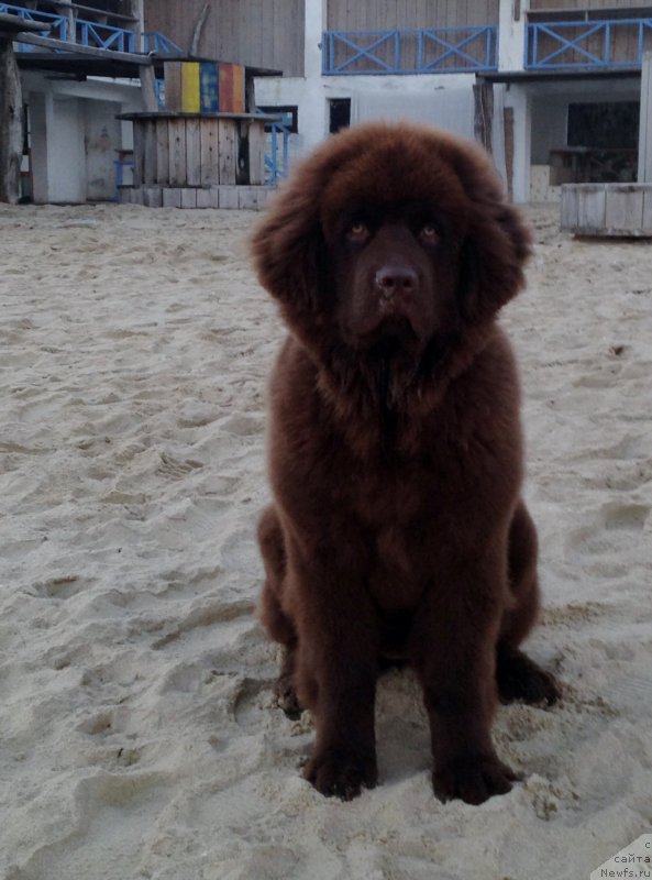 Фото: ньюфаундленд Brownblood MSK Happy Teddy (Браунблад МСК Хэппи Тедди)