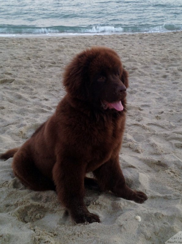 Фото: ньюфаундленд Brownblood MSK Happy Teddy (Браунблад МСК Хэппи Тедди)