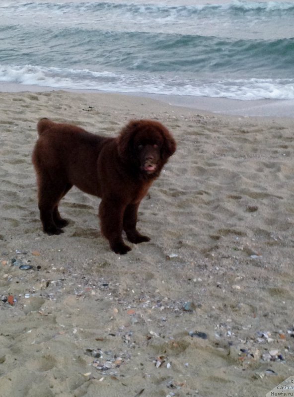 Фото: ньюфаундленд Brownblood MSK Happy Teddy (Браунблад МСК Хэппи Тедди)