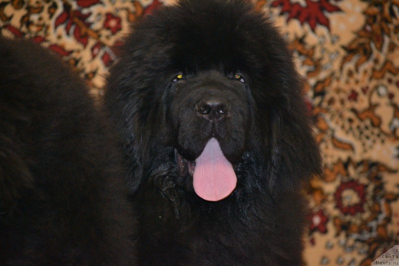 Фото: ньюфаундленд Nazar Vyatskiy Medved (Назар Вятский Медведь)