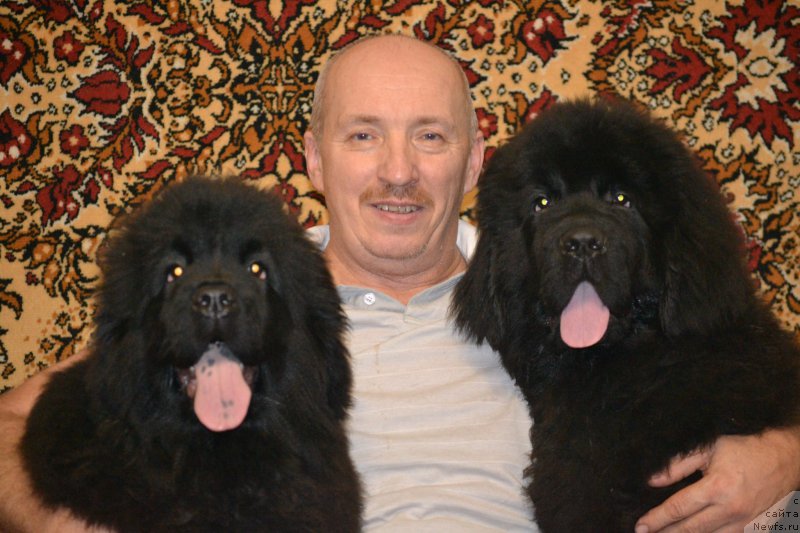 Фото: ньюфаундленд Nazar Vyatskiy Medved (Назар Вятский Медведь), ньюфаундленд Mnogolikaya Boginya Manifik (Многоликая Богиня Манифик), Aleksey Votchal (Алексей Вотчал)