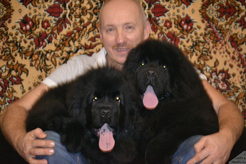 Фото: ньюфаундленд Nazar Vyatskiy Medved (Назар Вятский Медведь), ньюфаундленд Mnogolikaya Boginya Manifik (Многоликая Богиня Манифик), Aleksey Votchal (Алексей Вотчал)