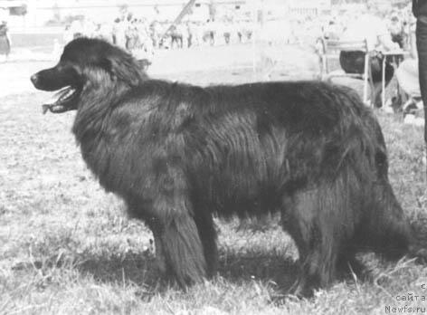 Фото: ньюфаундленд Patriciya Per (Патриция Пер)