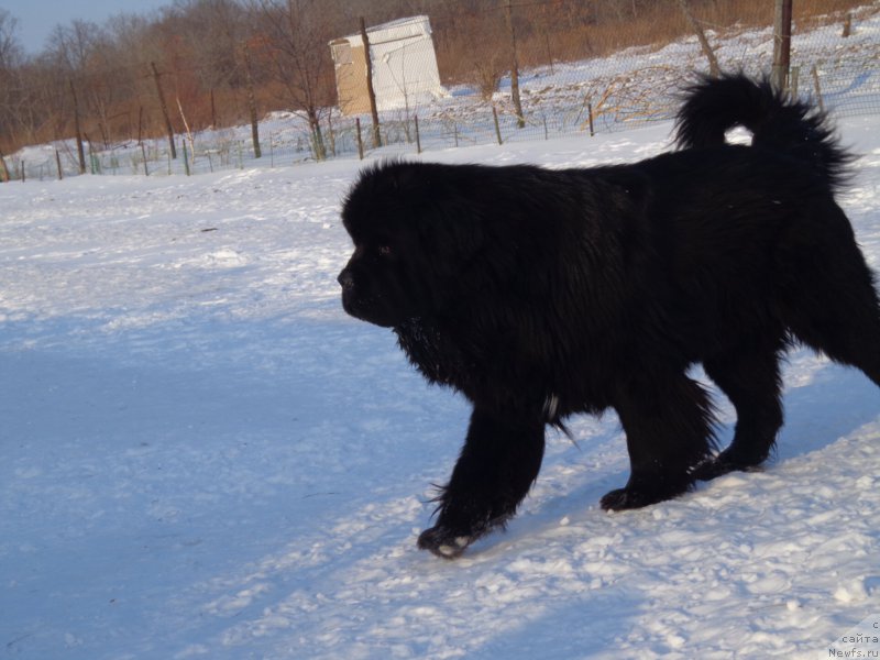 Фото: ньюфаундленд Super Premium Mikado (Супер Премиум Микадо)