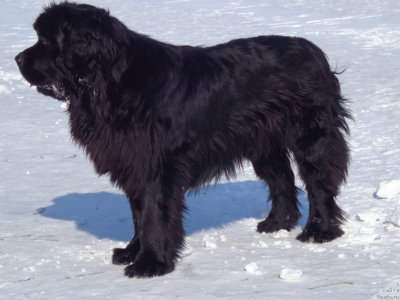 Фото: ньюфаундленд Super Premium Nao Del Trato (Супер Премиум Нао Дел Трато)