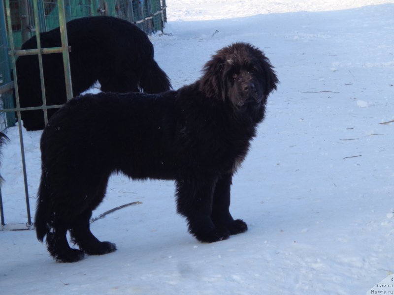Фото: ньюфаундленд Viktorius Smayl (Викториус Смайл)