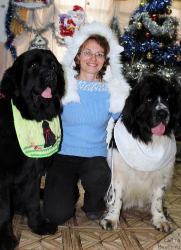 Фото: ньюфаундленд Gem Of YUnivers (Гем Оф Юниверс), ньюфаундленд Gem Of YUnivers (Гем Оф Юниверс), Olesya Nikitina (Олеся Никитина), ньюфаундленд Kara Ayular Avrora Polaris (Кара Аюлар Аврора Поларис)