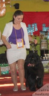 Фото: ньюфаундленд Akvian Song Lavatera (Аквиан Сонг Лаватера)