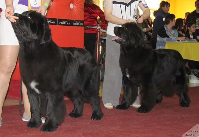 Фото: ньюфаундленд Akvian Song Lavatera (Аквиан Сонг Лаватера), ньюфаундленд Super Bizon Lakshmi Lana (Супер Бизон Лакшми Лана)