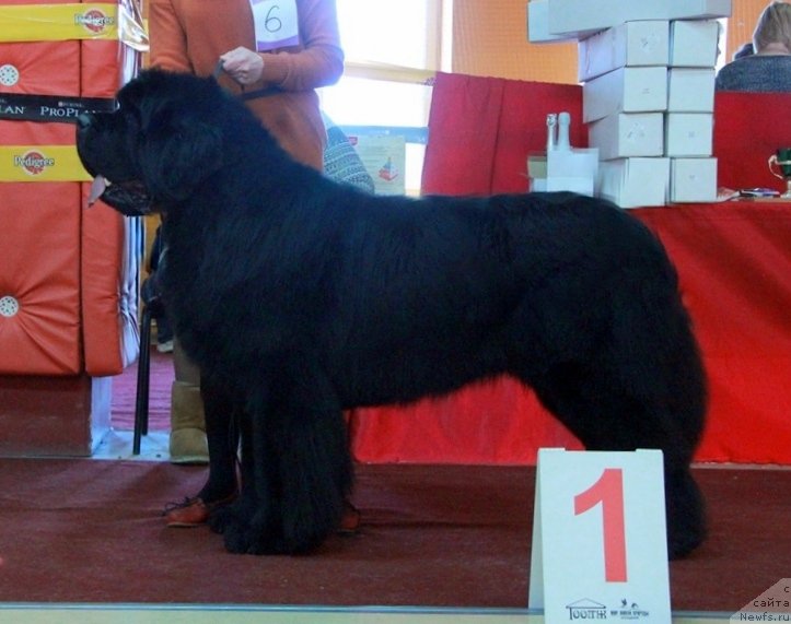 Фото: ньюфаундленд Moon Brook Aristocrat (Моон Броок Аристократ)