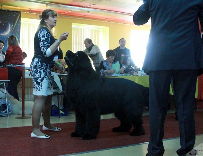 Фото: ньюфаундленд Njufort Shawn Wallmar Triumph (Ньюфорт Шон Волмари Триумф)