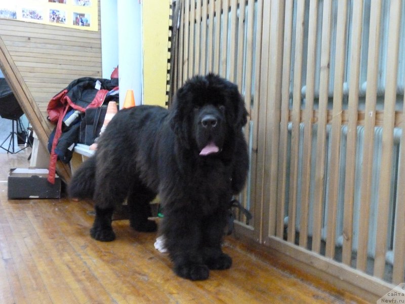 Фото: ньюфаундленд Rose Wanted Impressing Stunningly