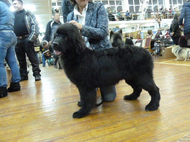 Фото: ньюфаундленд Super Premium Rita Margarita (Супер Премиум Рита Маргарита)