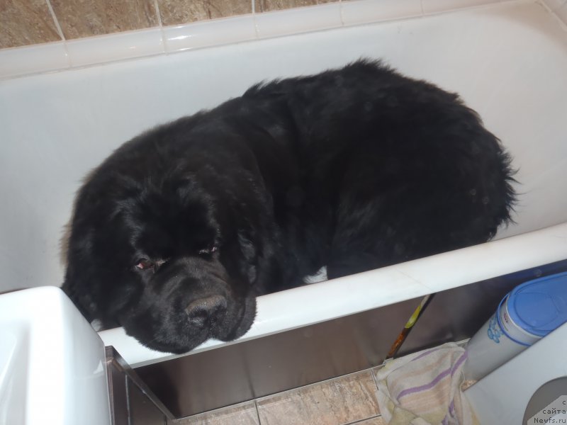 Фото: ньюфаундленд Dark Pride Versace (Дак Прайд Версаче)