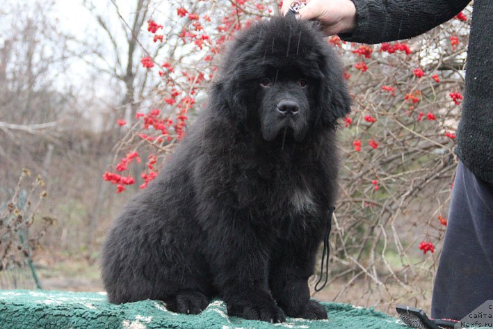 Фотография № 170740