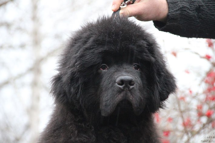 Фото: ньюфаундленд Basnja s Berega Dona (Басня с Берега Дона)