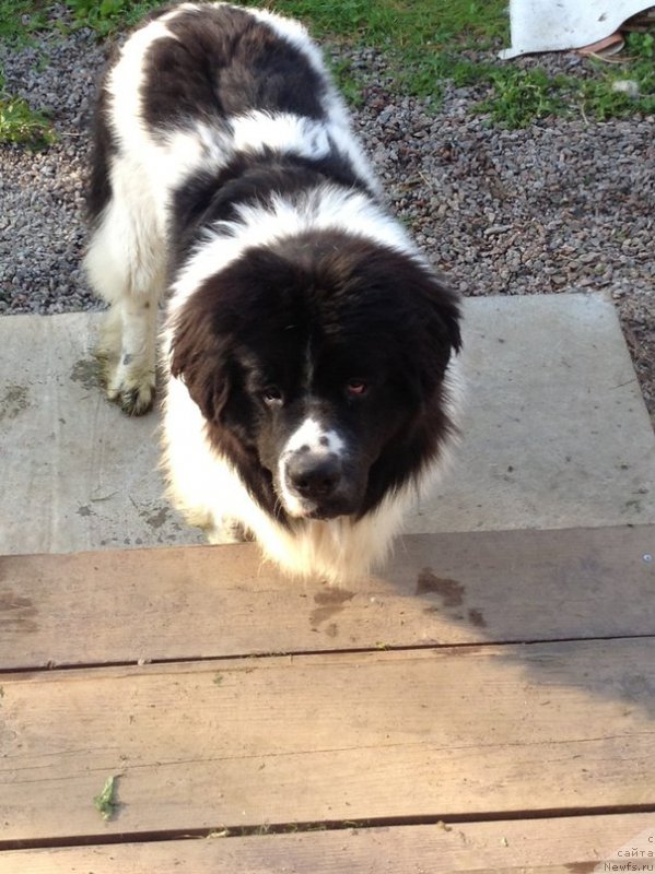 Фото: ньюфаундленд Flyufi Avalanch Parnas (Флюфи Аваланч Парнас)