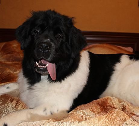 Фото: ньюфаундленд Flyufi Avalanch Panaceya (Флюфи Аваланч Панацея)