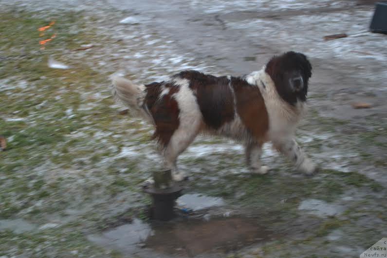 Фото: ньюфаундленд Flyufi Avalanch Pugovka (Флюфи Аваланч Пуговка)