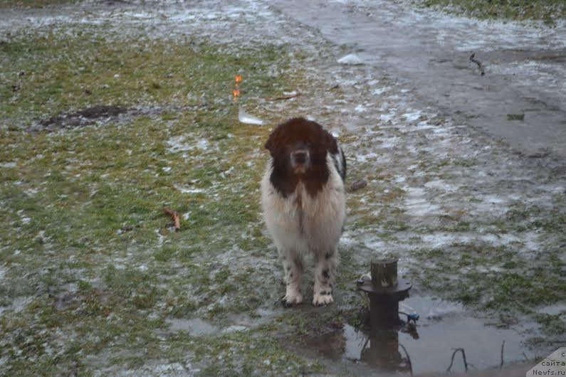 Фото: ньюфаундленд Flyufi Avalanch Pugovka (Флюфи Аваланч Пуговка)