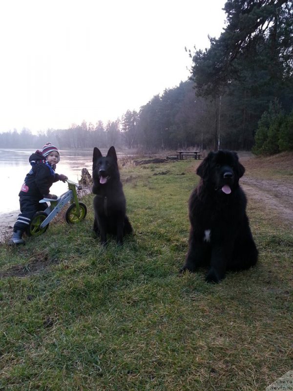 Фото: ньюфаундленд Fluffy Avalanche Head Over Heels (Флюфи Аваланч Хеад Овер Хеелс)