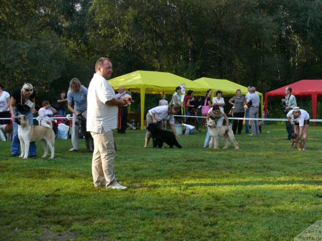 Фото: ньюфаундленд Skippers Secret Agent For Donat's Pride