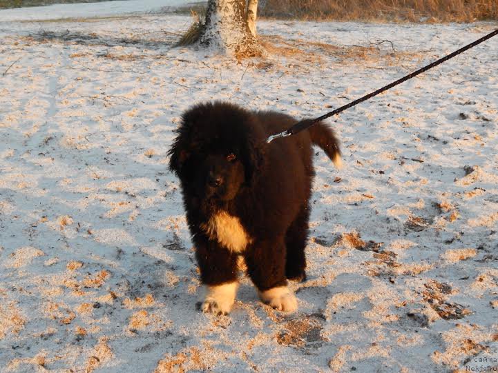 Фотография № 170754