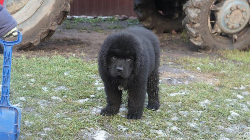 Фотография № 170757