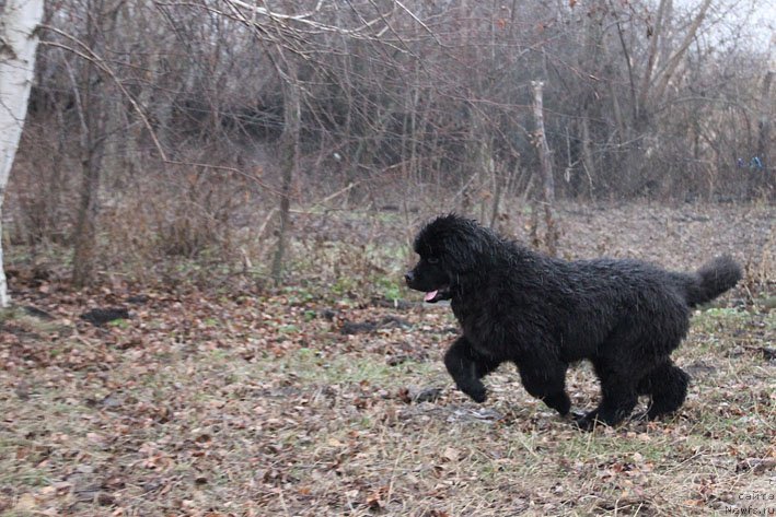 Фото: ньюфаундленд Basnja s Berega Dona (Басня с Берега Дона)