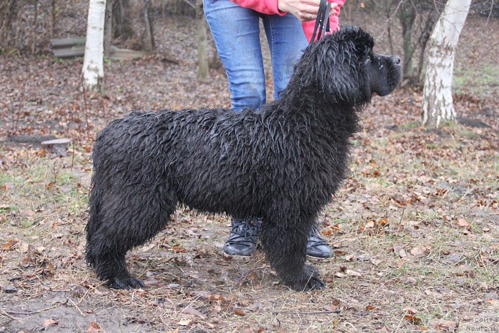 Фото: ньюфаундленд Basnja s Berega Dona (Басня с Берега Дона)