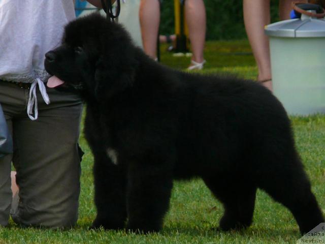 Фото: ньюфаундленд Skippers Secret Agent For Donat's Pride